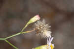 Perennial saltmarsh aster